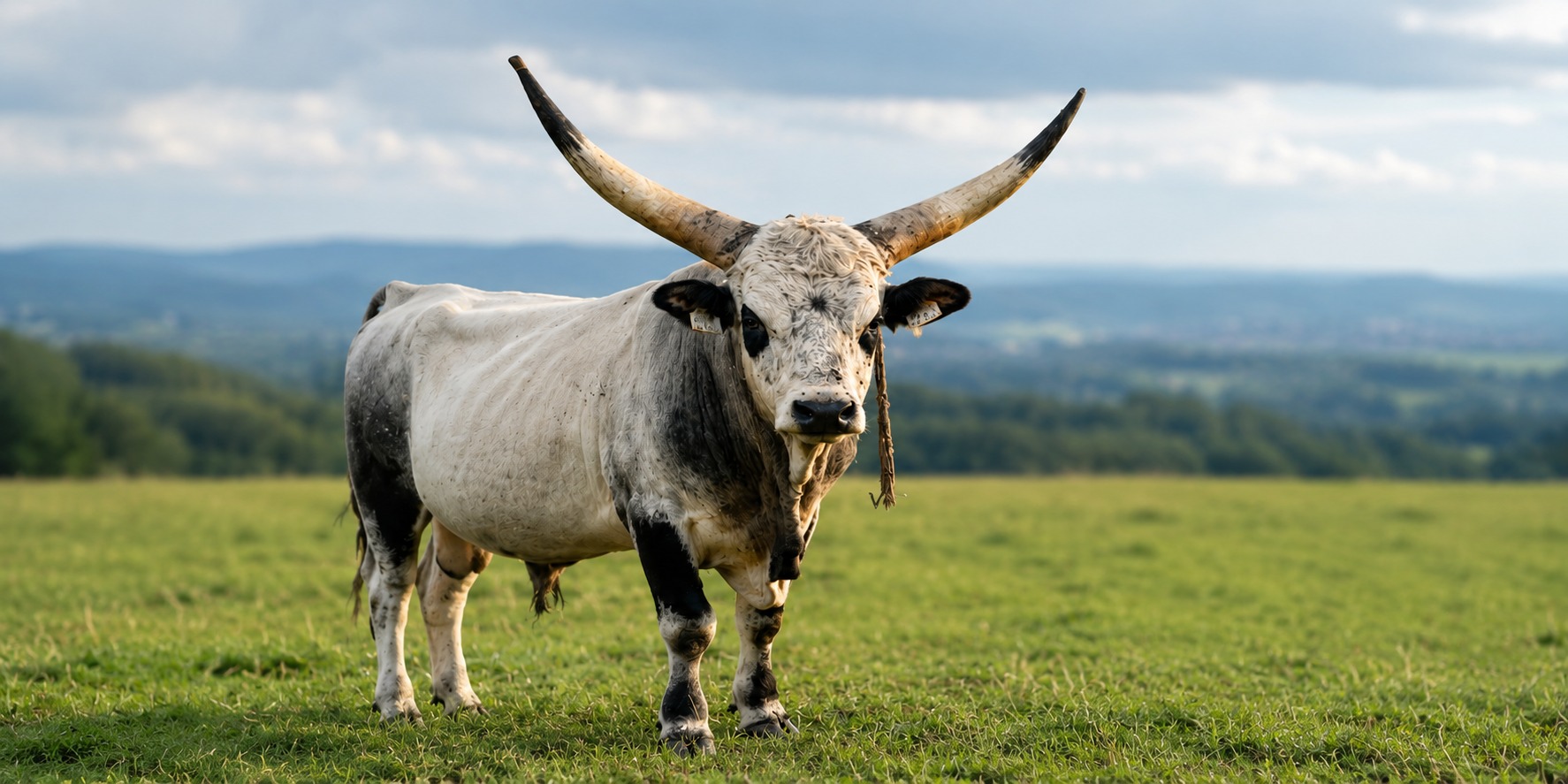 Peșteri și natură în Bihor — traseu de la Peștera Meziad spre cele mai interesante locuri din zonă